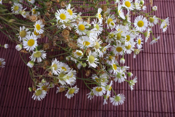 Primo Piano Incredibili Fiori Fiore — Foto Stock