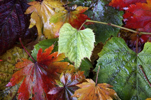 떨어지는 낙엽을 가까이 — 스톡 사진