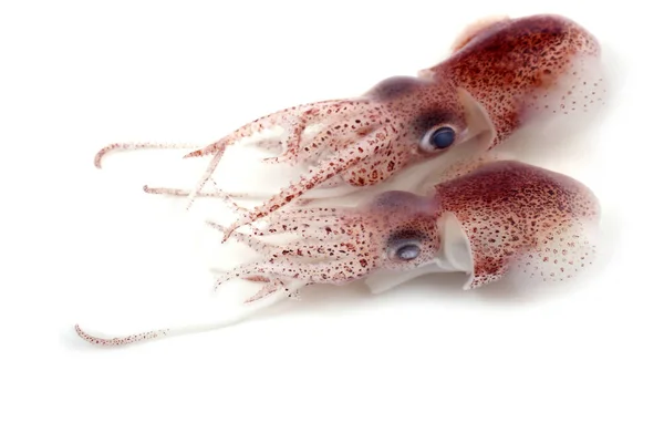 Little Cuttlefishes Isolated White — Stock Photo, Image