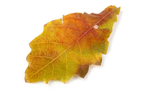 Foglie Quercia Autunno Isolato Sfondo Bianco — Foto Stock