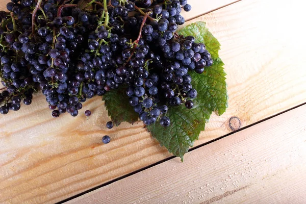 Herbsternte Trauben Für Rotwein — Stockfoto