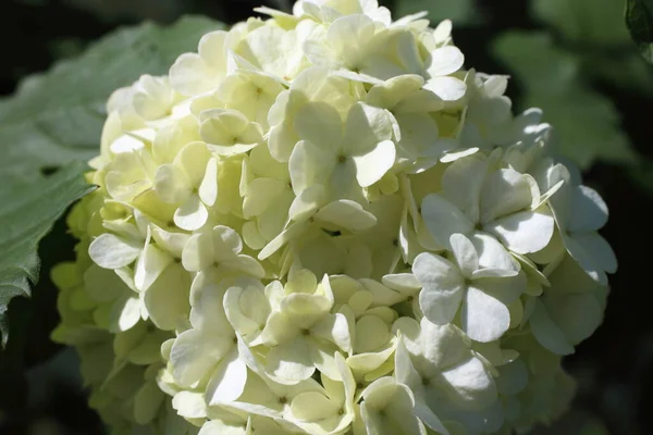 Buldenezh Flor Flores Blancas —  Fotos de Stock