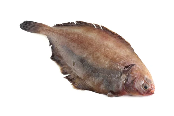 Flathead Flunder Pazifische Fettflunder — Stockfoto