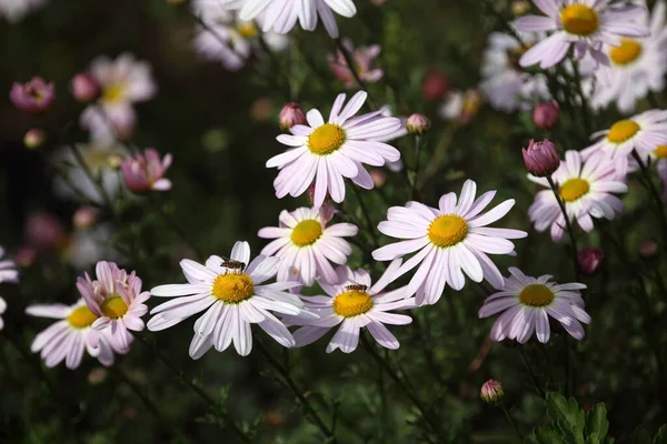 Közelről Csodálatos Virágzó Virágok — Stock Fotó