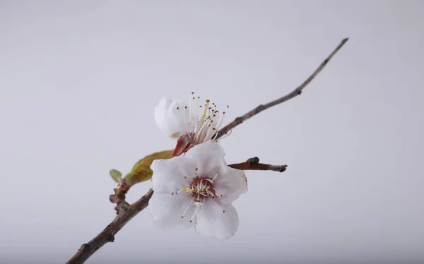 Sakura Blossom Gray Background — Stock Photo, Image