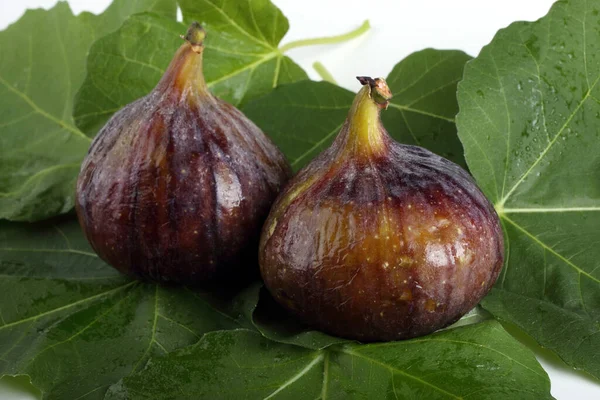 Fig Löv Bakgrund — Stockfoto