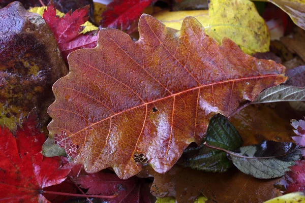 Close Fallen Autumn Leaves — Stock Photo, Image