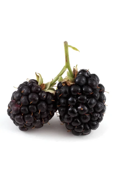 Blackberries White Background — Stock Photo, Image