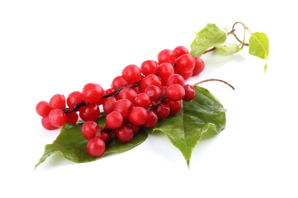Schisandra Chinensis beyazı izole etti