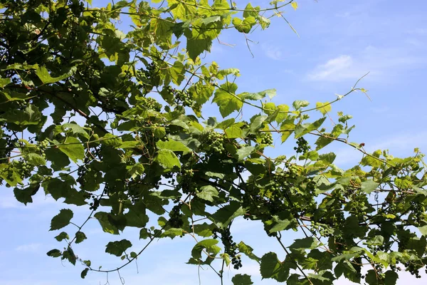 Growing Grape Blue Sky — Stock Photo, Image