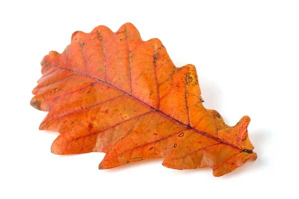 Otoño Roble Hojas Aisladas Sobre Fondo Blanco — Foto de Stock