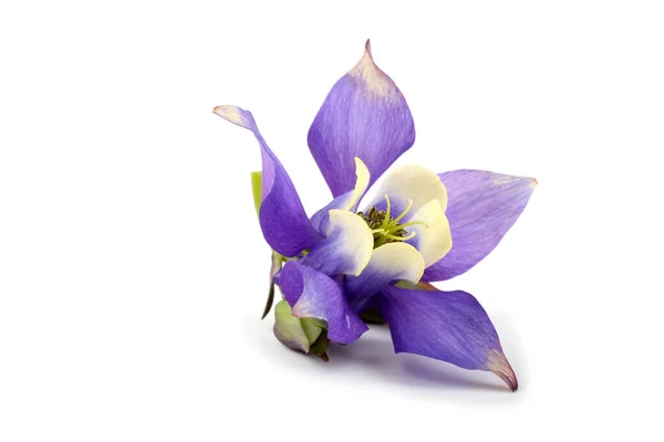Nahaufnahme Der Erstaunlichen Blühenden Blume — Stockfoto