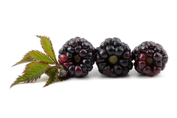 Blackberries White Background — Stock Photo, Image