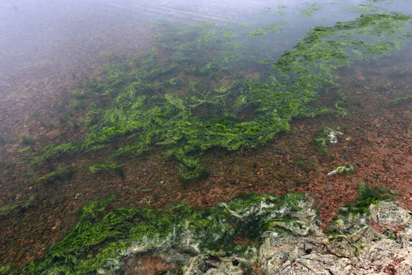 Alga Cerca Costa Fondo Marino —  Fotos de Stock