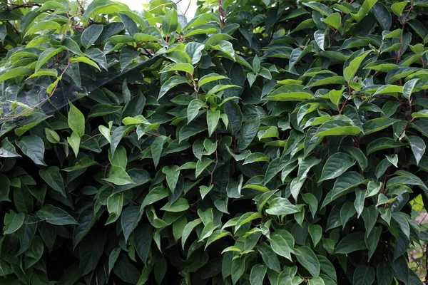 Wachsende Schisandra Chinensis Pflanze Hintergrund — Stockfoto