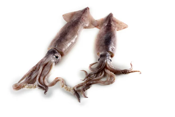Tintenfische Isoliert Auf Weiß — Stockfoto
