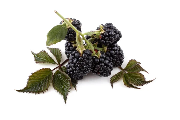 Close Fresh Blackberries Harvest — Stock Photo, Image