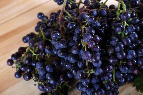 Récolte Automne Raisin Pour Vin Rouge — Photo