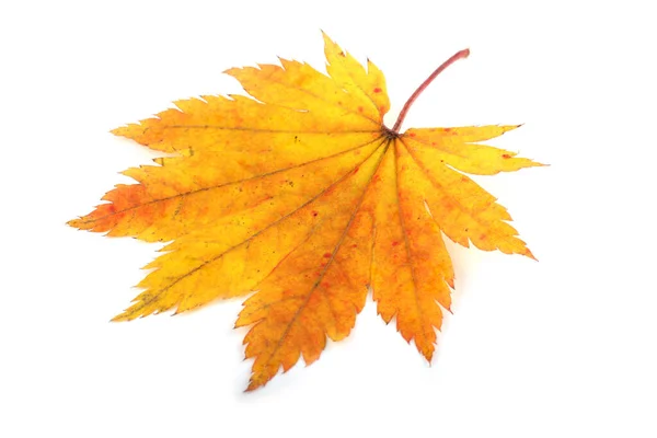 Желтый Осенний Лист Изолирован Белом — стоковое фото