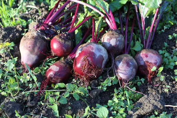 Frische Rüben Und Grüne Sprossen — Stockfoto