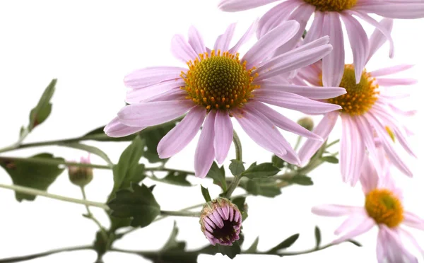 Primo Piano Incredibili Fiori Fiore — Foto Stock