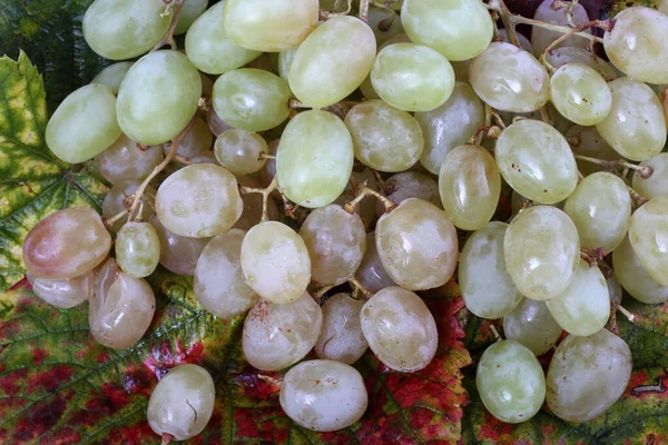 Uvas Frescas Folhas Bordo — Fotografia de Stock