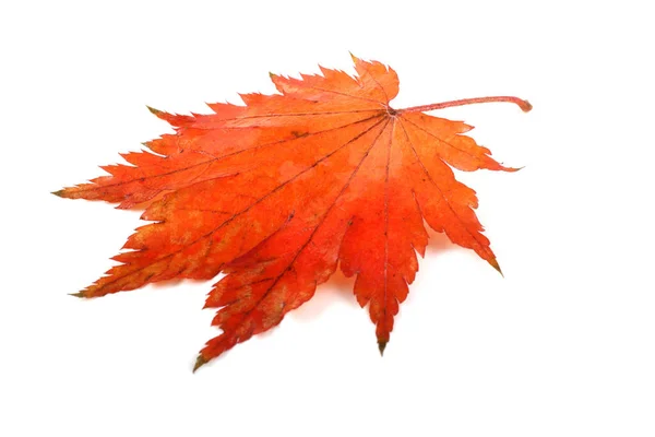 Close Bright Autumn Leaves — Stock Photo, Image