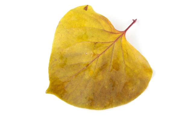 낙엽을 — 스톡 사진