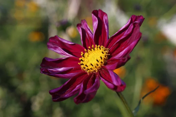 Närbild Fantastiska Blommande Blommor — Stockfoto