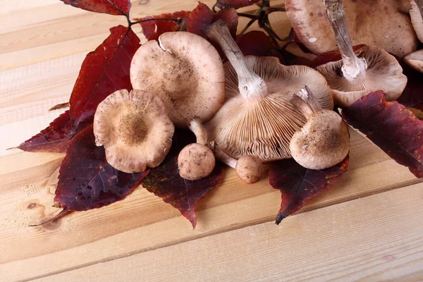 Champignons Miel Sur Table — Photo