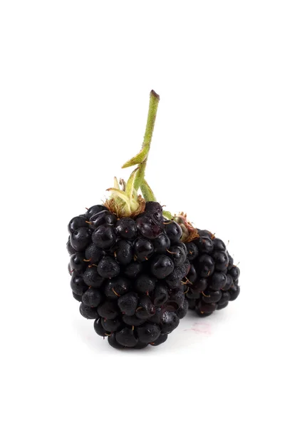 Nahaufnahme Der Ernte Frischer Brombeeren — Stockfoto