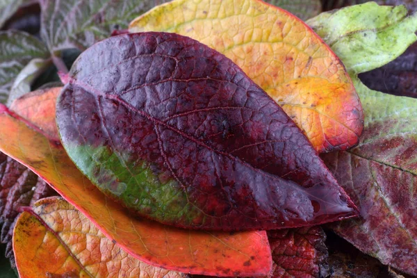 Nahaufnahme Von Abgefallenen Herbstblättern — Stockfoto