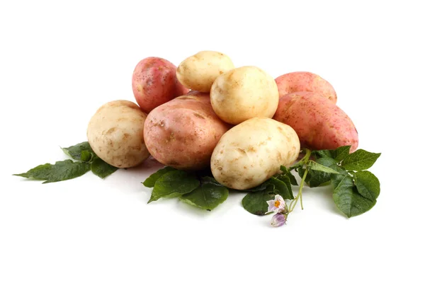 Close Potatoes Harvest — Stock Photo, Image