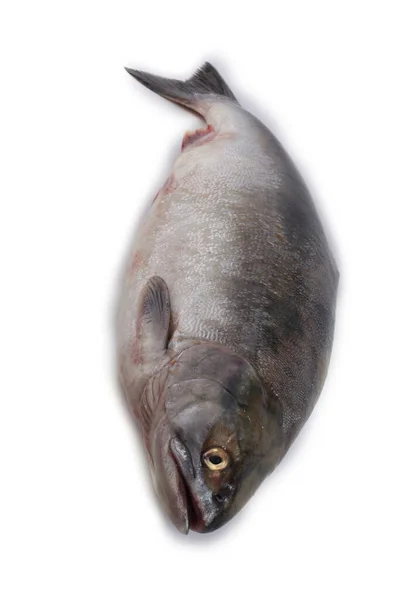 Salmon Isolated White — Stock Photo, Image