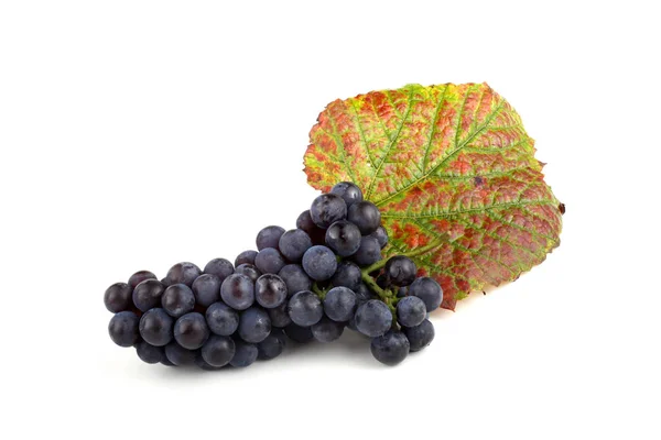 赤ワイン用ワインブドウ品種 — ストック写真