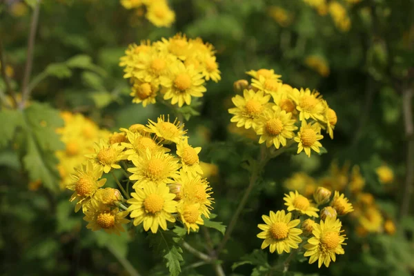 Close Van Verbazingwekkende Bloeiende Bloemen — Stockfoto