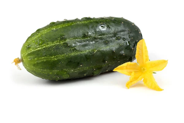 Komkommers Een Witte Achtergrond — Stockfoto