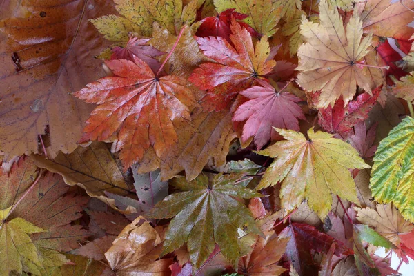 Gros Plan Des Feuilles Automne Tombées — Photo