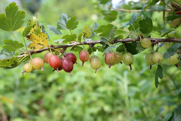 Bunch Fresh Gooseberries Leaves — Stock Photo, Image
