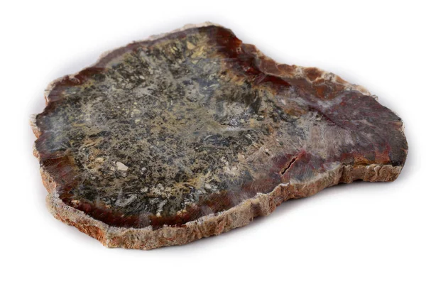 Forntida Trä Fossil Isolerad Vitt — Stockfoto