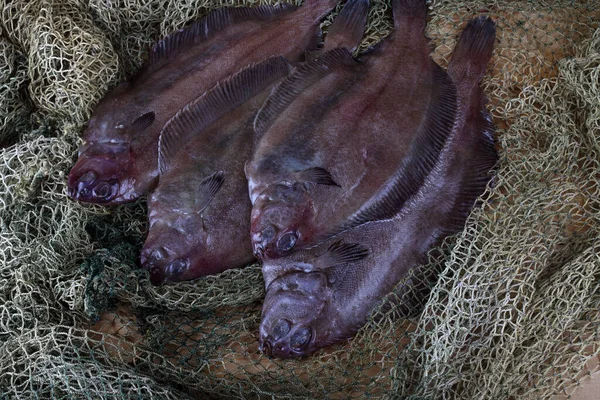 Laposfejű Nyelvhal Hippoglossoides Elassodon Hálón — Stock Fotó