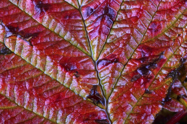 Macro Disparo Hojas Otoño — Foto de Stock