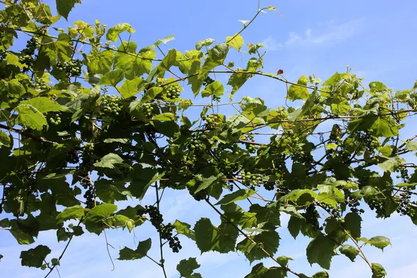 Growing Grape Blue Sky — Stock Photo, Image