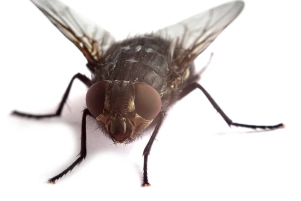 Fliege Isoliert Auf Weiß — Stockfoto