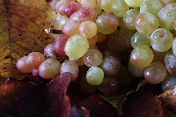 Grape Autumn Leaves — Stock Photo, Image