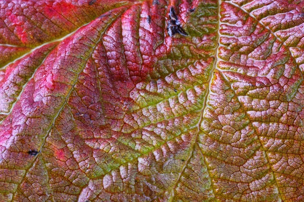 Gros Plan Des Feuilles Brillantes Automne — Photo