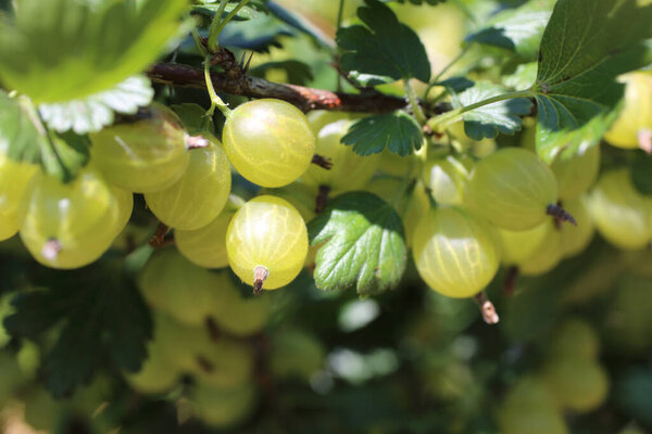 Growing green gooseberries on bush