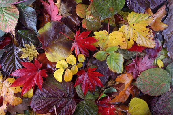 Nahaufnahme Von Abgefallenen Herbstblättern — Stockfoto