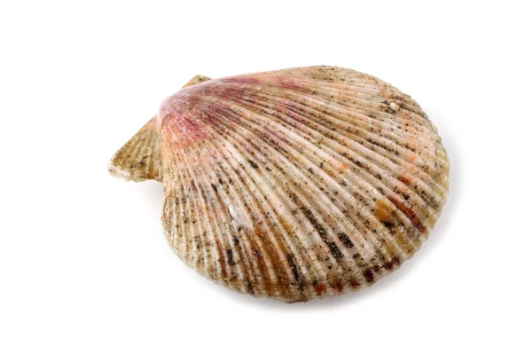 Scallop Izolowany Białym — Zdjęcie stockowe