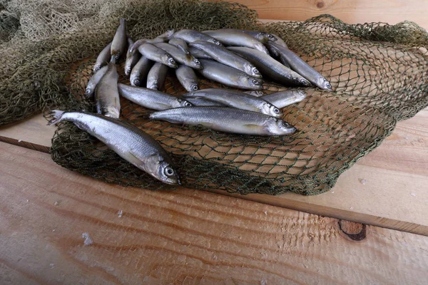 Derreter Peixes Rede Pacific Smelt Variedade Peixes — Fotografia de Stock